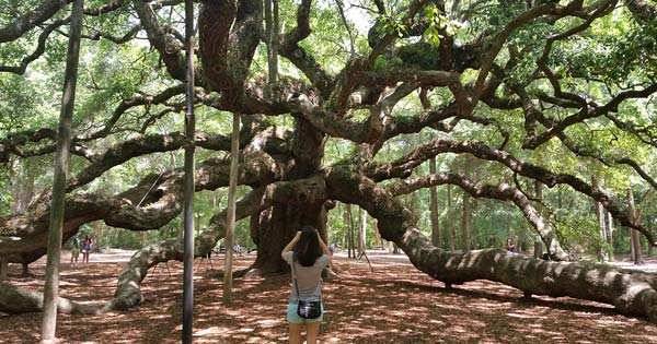 Visit the Angel Oak with Exclusively Charleston's Historic Plantation Tours